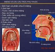 Các Bộ Phận Dưới Cằm